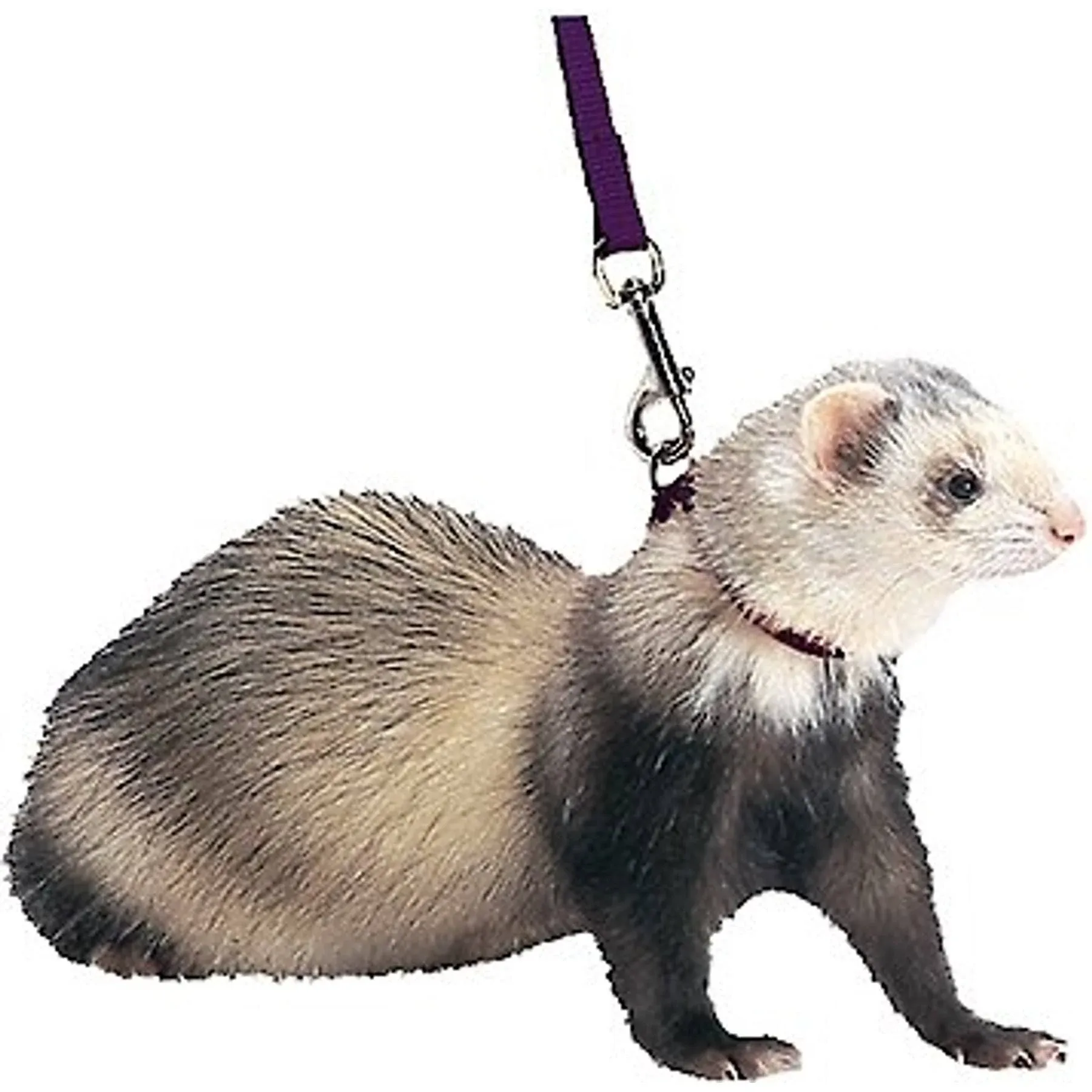 Ferret Harness And Lead,  by Pet Sourcing