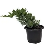 Stylized Japanese Juniper Bonsai Tree - 4" Pot - Juniperus procumbens 'Nana'