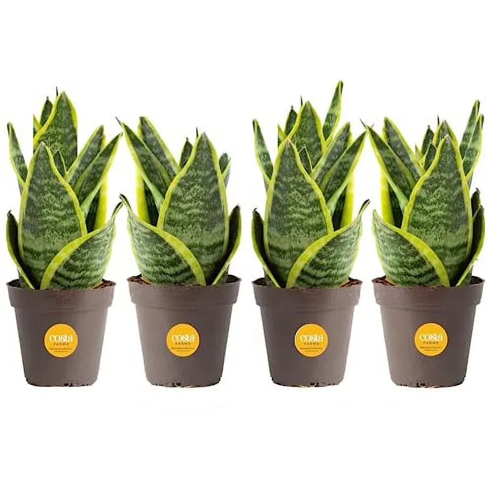 Costa Farms Snake Plant (4-Pack), Live Indoor and Outdoor Sansevieria Plants ...