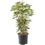 7 gal. Osmanthus Tea Olive Shrub