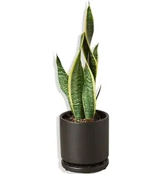 Snake Plant Laurentii