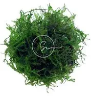 Java Moss Large 25 Square inch Portion Freshwater Aquarium Plants