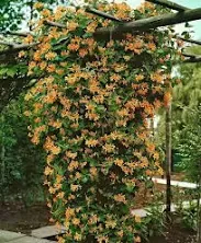 Mandarin Honeysuckle Vine