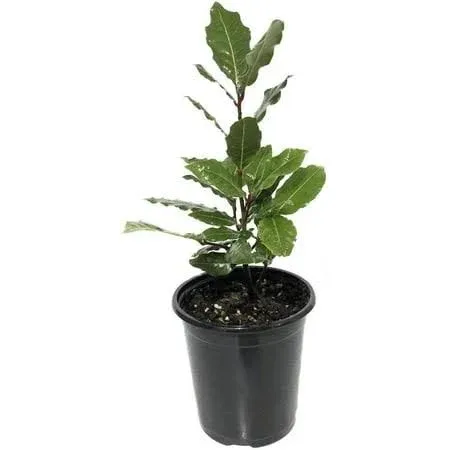 gray-gardens Laurus Nobilis - 'Bay Leaf Tree' - Bay Laurel or Sweet Bay - Live Plant