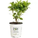 Proven Winners Czechmark Trilogy Weigela Live Shrub - WEIPRC1217800