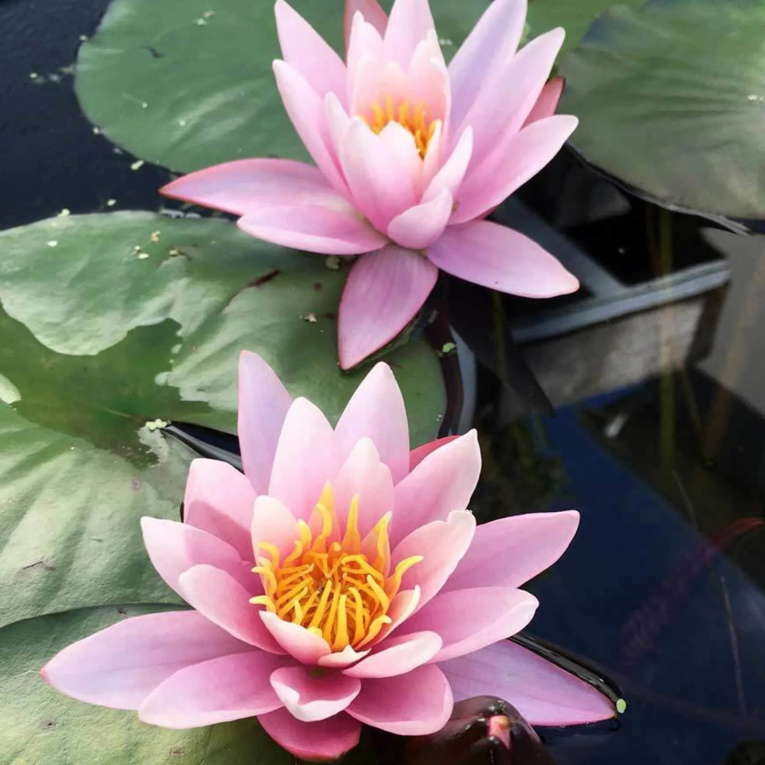 Live Aquatic Hardy Water Lily | Pre-Grown, Pre-Rooted, Hardy Water...