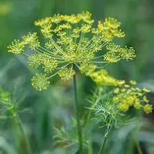 Everwilde Farms Dukat Dill Herb Seeds