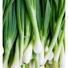 Tokyo Long White Onion Seeds