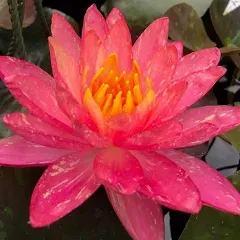 Nymphaea Wanvisa Red Hardy Water Lily 1 Rhizome Live Aquarium Plant BUY2GET1FREE