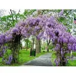 ( 1 ) - Amethyst Falls Wisteria Vine - Starter Plant ( 5L ) ( 1 Live Plant ), Blue