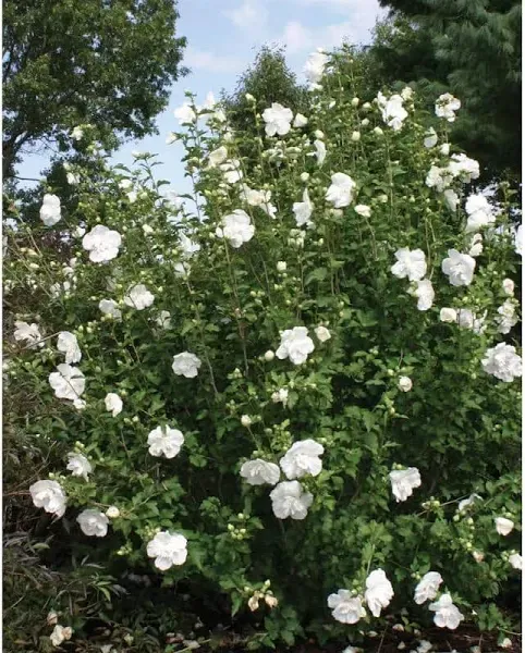 White Chiffon Hibiscus - EZ Growing Plants