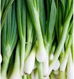 Tokyo Long White Onion Seeds