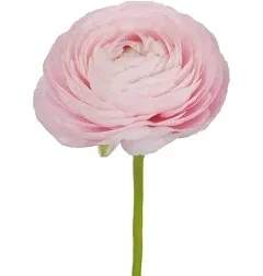 Bloomingmore Flowers Farm Fresh Ranunculus