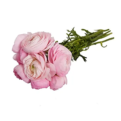 Ranunculus Pink