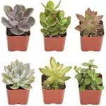 Shop Succulents Unique Collection 6-Pack