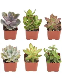 | Unique Collection of Live Succulent Plants, Hand Selected Variety Pack of Mini