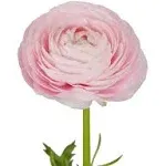 Bloomingmore Flowers, 300 Farm Fresh Light Pink Ranunculus