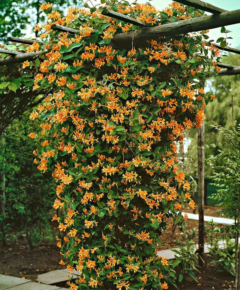 Mandarin Honeysuckle Vine - Perennial - Lonicera - 2.5&#034;  Pot