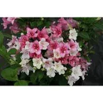 Czechmark Trilogy Weigela | Proven Winners One Quart