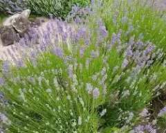 Set of 3 Potted French Lavender Provence Herb Plants