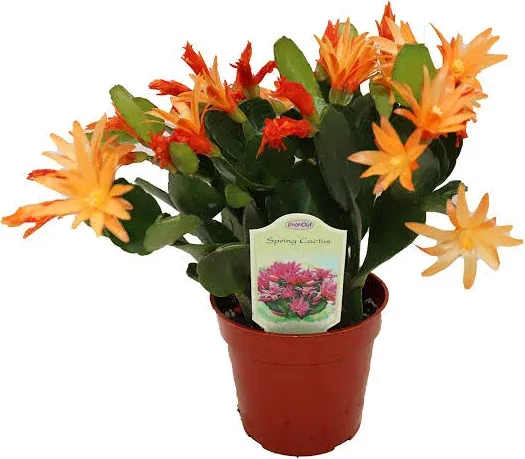 Spring Cactus (Surprise Colors) - 4" from California Tropicals