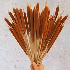 Dried Natural Brown Cattails flowers - 20PCS Real Broadleaf Pencil Cattail St...