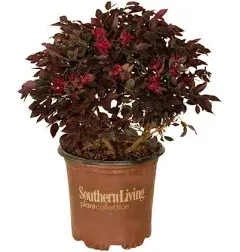 Southern Living Purple Daydream Dwarf Loropetalum