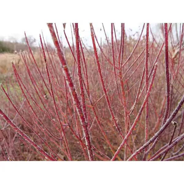 Proven Winners Arctic Fire Red Red-Osier Dogwood (Cornus) Live Shrub, 4.5" Quart