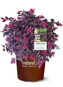 Southern Living Plant Collection Purple Daydream Dwarf Loropetalum