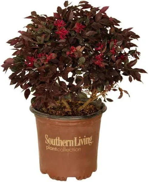 Southern Living Plant Purple Daydream Dwarf Loropetalum