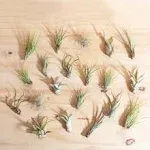 Home Botanicals, Assorted Tropical Tillandsia Air Plants, Set of 20