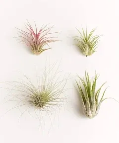 Assorted Mini Air Plant Collection