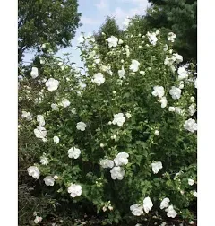 Proven Winners White Chiffon Rose of Sharon Hibiscus Live Shrub