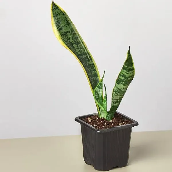 Snake Plant Laurentii