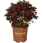 2.5 qt. Purple Daydream Dwarf Loropetalum, Evergreen Shrub with Purple Foliage, Pink Ribbon Blooms