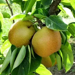 Shinseiki Asian Pear Tree