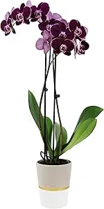 Plants & Blooms Shop™ PB116 Orchid, 5", Purple