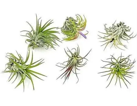 Air Plants - Tillandsia Ionantha Pack, Regular 1-3" - 12ct - Live Arrival Guaranteed - House Plants for Home Decor & Gift