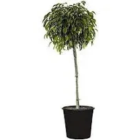 Ficus Benjamina Weeping Fig Standard - Live Plant in a 10 Inch Pot - Ficus Benjamina - Beautiful Ornamental Interior Tree