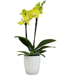 Yellow Phalaenopsis Live Orchid Plant 11-15", White Orchid Pot, Live Plant Gift, Fresh Orchids Plants Live House Plants, Live Plants Indoor Plants Live Houseplants, Plant Lover Gift by Plants for Pets