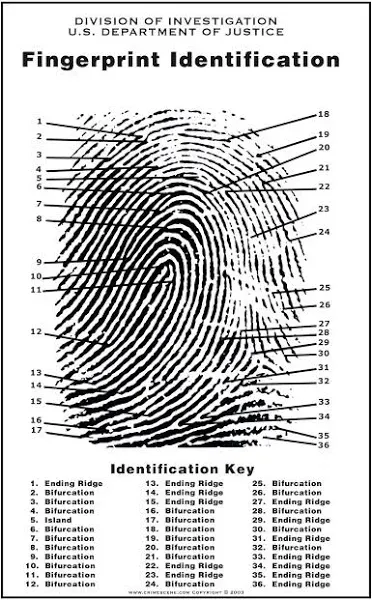 Crime Scene Fingerprint Chart, Poster Size 24" by 36"