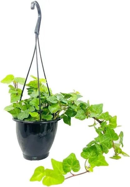 Green English Ivy Hanging Basket