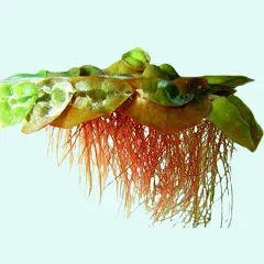 Red Root Floater (Phyllanthus Fluitans) Live Aquarium Plants BUY 2 GET 1 FREE