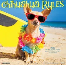 Willow Creek Press Chihuahua Rules 2025 Wall Calendar