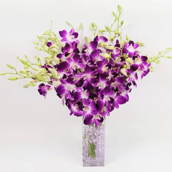 Athena’s Garden Fresh Cut Purple Orchids 10 Stems Sonia Dendrobium Orchids Flowers