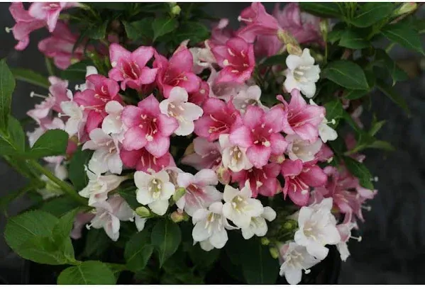 Czechmark Trilogy® Weigela | Proven Winners