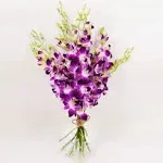 Athena’s Garden Fresh Cut Purple Orchids 10 Stems Sonia Dendrobium Orchids Fl...