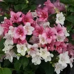 Czechmark Trilogy Weigela