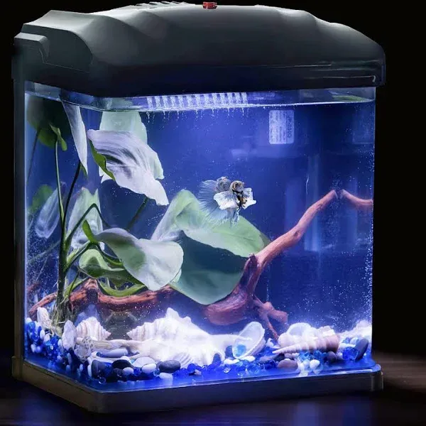 Betta Fish Tank, 2 Gallon Glass Aquarium, Small Fish Tank with Filter and LED Pl