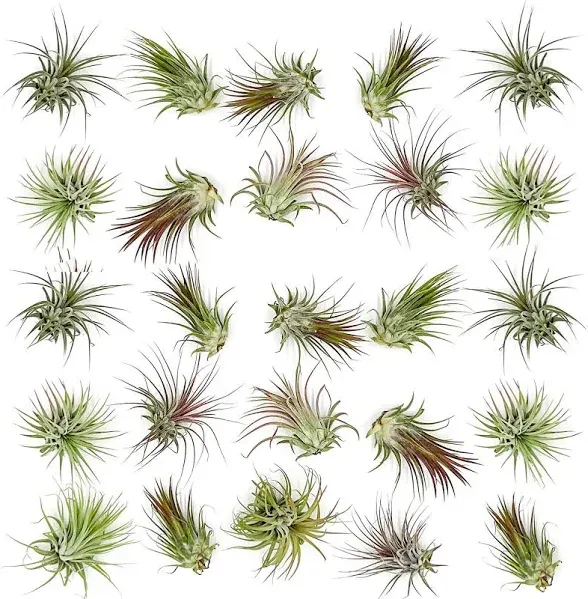 Ragnaroc Air Plants Tillandsia Ionantha Pack